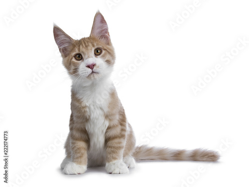 Sweet creme with white Maine Coon cat kitten sitting front view and tail beside body looking  interested to lens, isolated on a white background photo