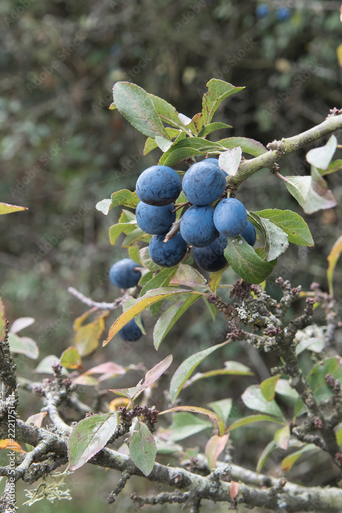 Sloe berries starting to ripen in the New Forest, Hampshire, UK Sloe berries starting to ripen in the New Forest, Hampshire, UK