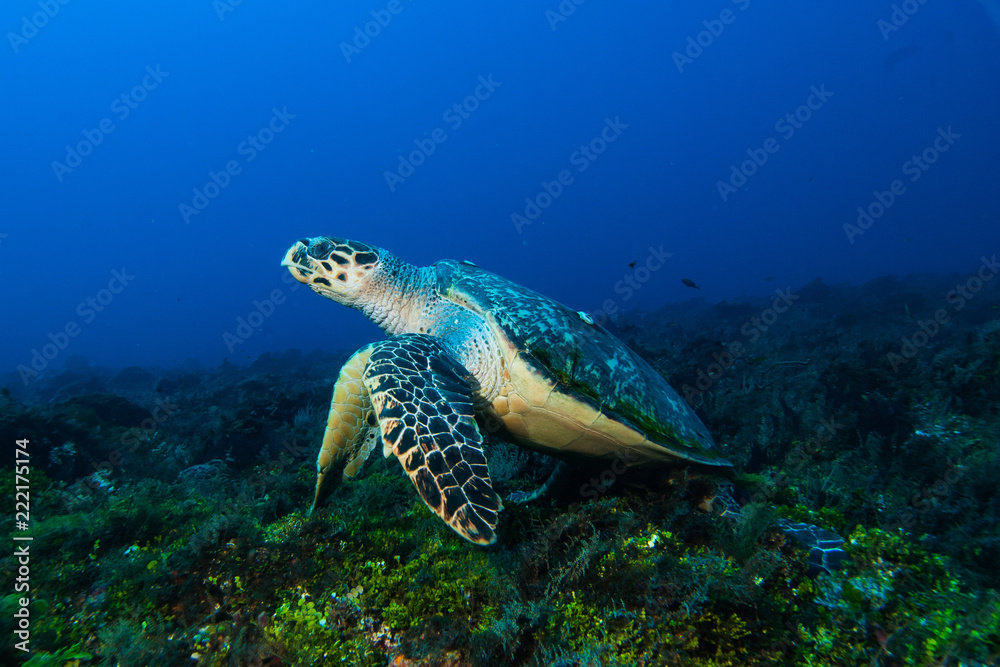 Naklejka premium Hawksbill Turtle