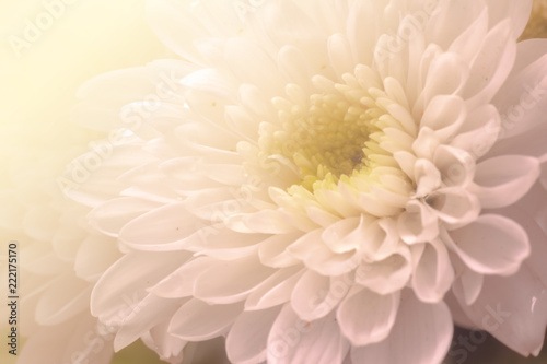 White daisy flower with sunlight ,vintage background