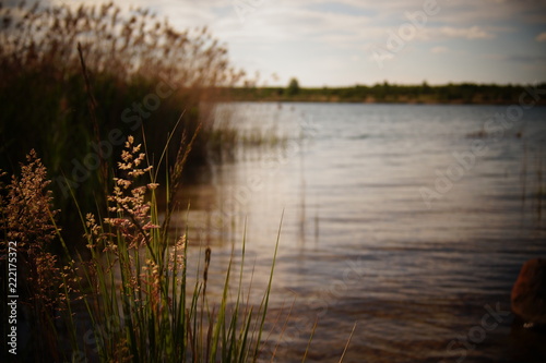 Gras am See photo