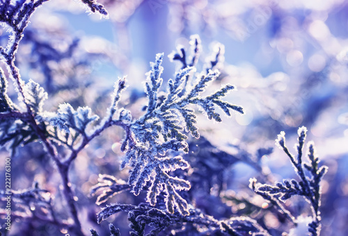 beautiful branches of a fir in a Christmas garden covered in brilliant transp...
