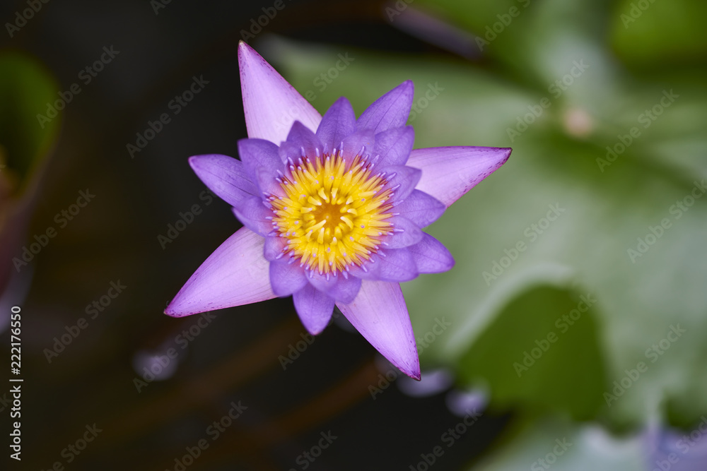 Purple lotus with bee Purple lotus with bee