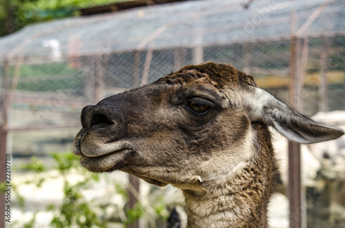 Lama in profile
