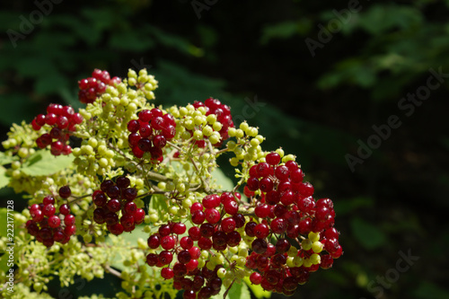 Close Up of Fresh Deep Red Berries Growing in Clusters on Vivid Green Bush Against Dark Natural Background