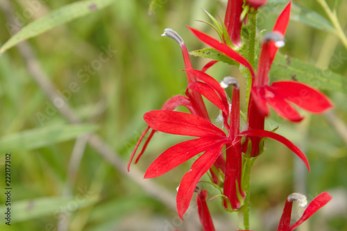 Close  Up Macro View of A Bright Vivid Scarlet Red USA Prairie Native Cardinal Flower in Bloom with Soft Natural Green Grass Leaf Background