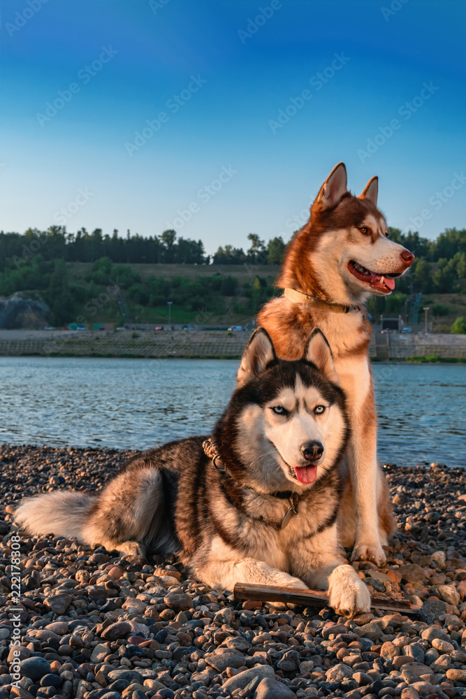 Beautiful couple cute Siberian husky dogs. Red and black-white husky with blue in evening sun the shore Stock Photo | Adobe Stock