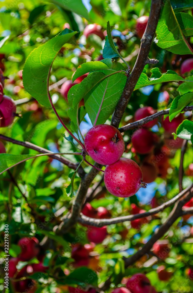 Obraz premium Close-up of red crisp crab apples on a branch,