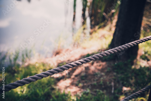 dragonfly sits on a rope. Toned