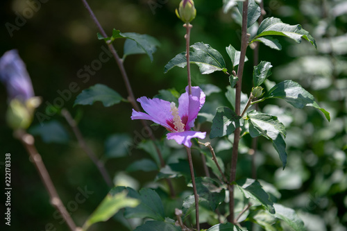 Mugunhwa flower
