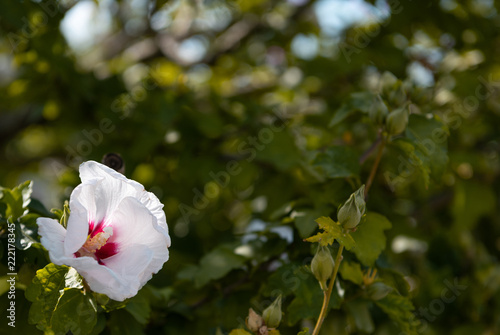 flower Mugunhwa. national symbol of Korea