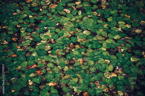 lotus leaves on the water