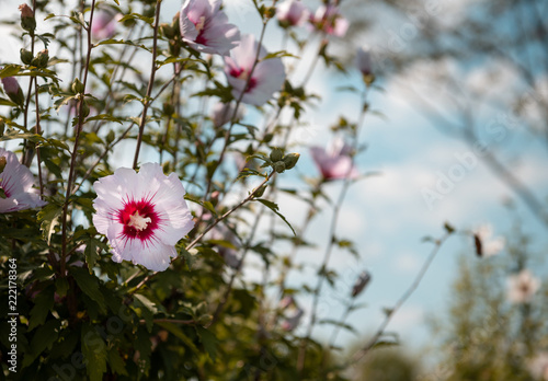 flower mugunhwa. national symbol of Korea
