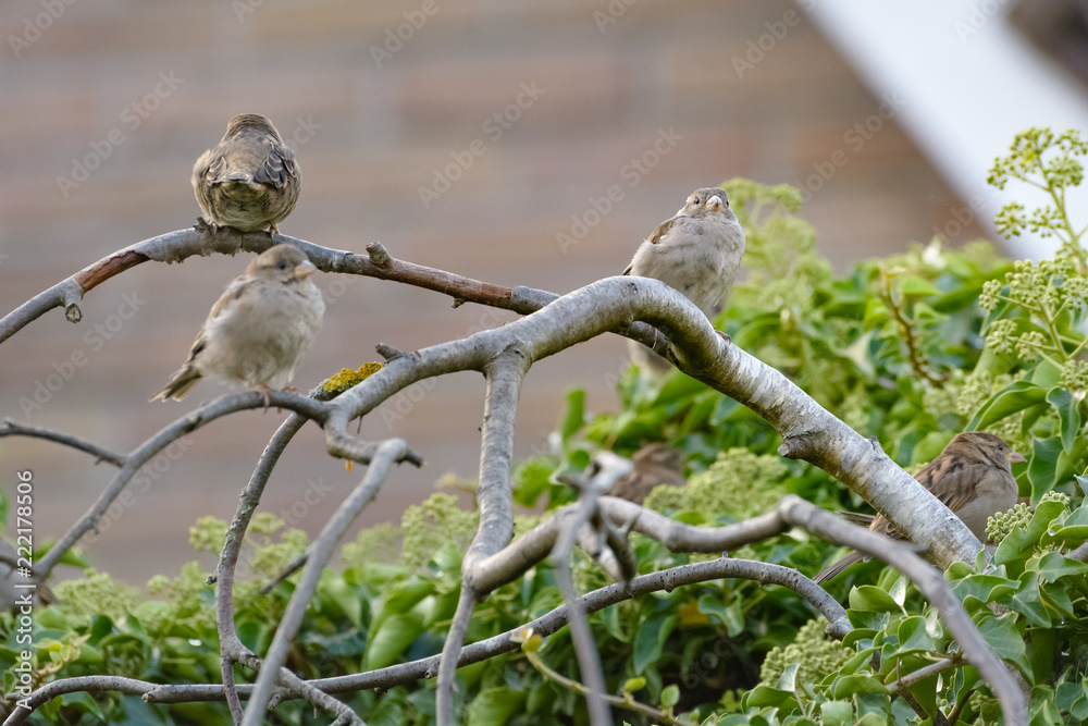 Ein Haussperling sitzt auf einem Ast Ein Haussperling sitzt auf einem Ast