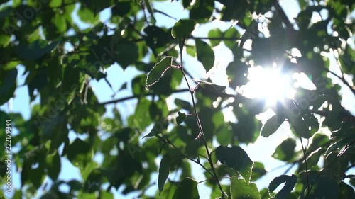 Bright sunlight through the green foliage of the birch. Slow motion in canopies of trees with fragments of the sky