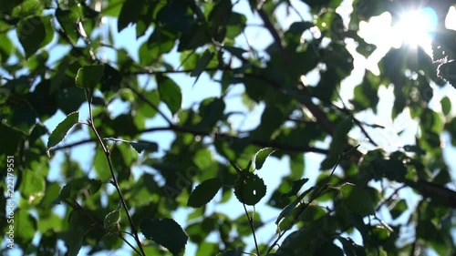 Bright sunlight through the green foliage of the birch. Slow motion in canopies of trees with fragments of the sky
