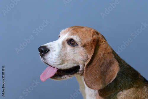 dog on grey background