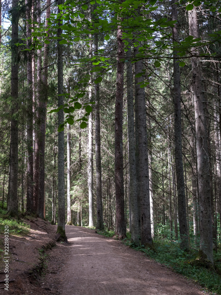 simple gravel country road in summer in forest simple gravel country road in summer in forest