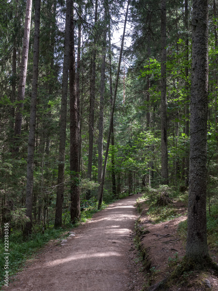 simple gravel country road in summer in forest