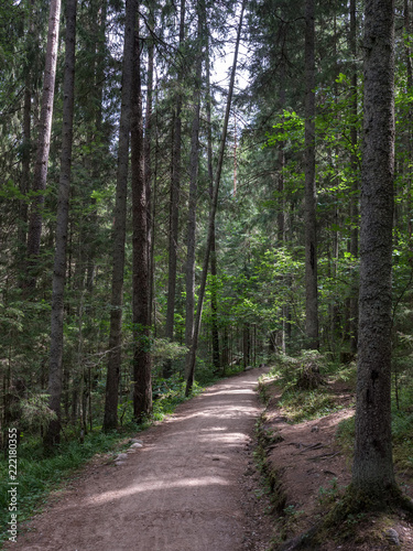 simple gravel country road in summer in forest