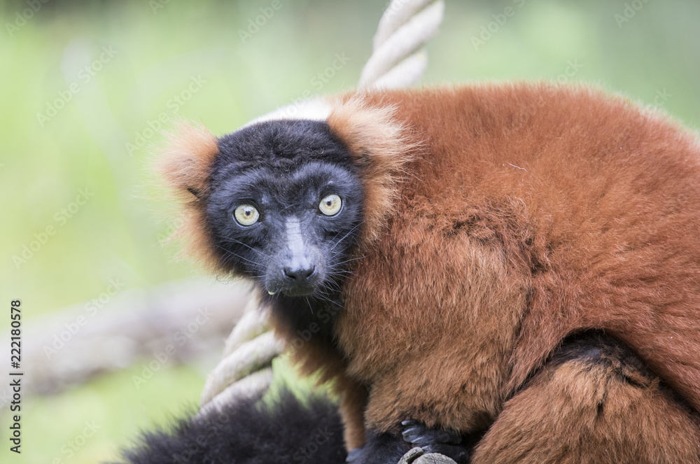Fototapeta premium Małpa