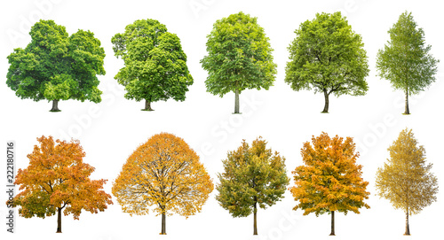Autumn summer trees isolated white background