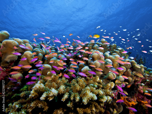 Colorful anthias and corals photo