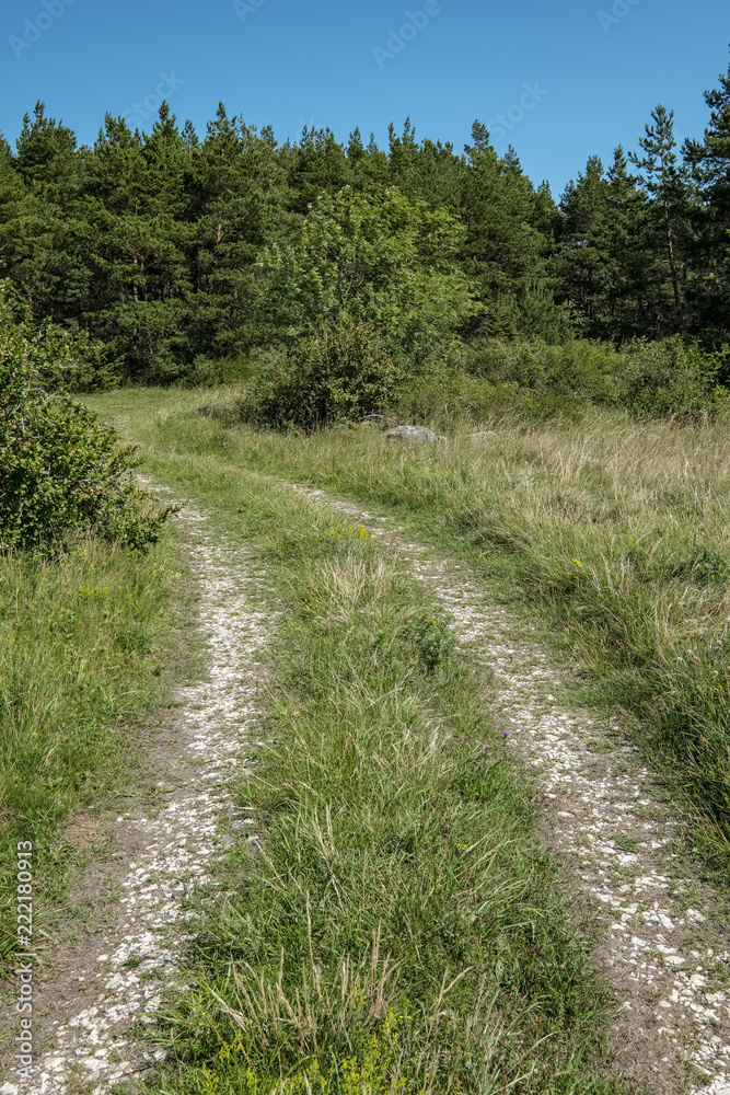 simple gravel country road in summer in forest simple gravel country road in summer in forest