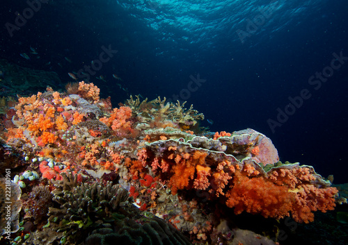 Fototapeta Naklejka Na Ścianę i Meble -  Hard corals and dark blue water