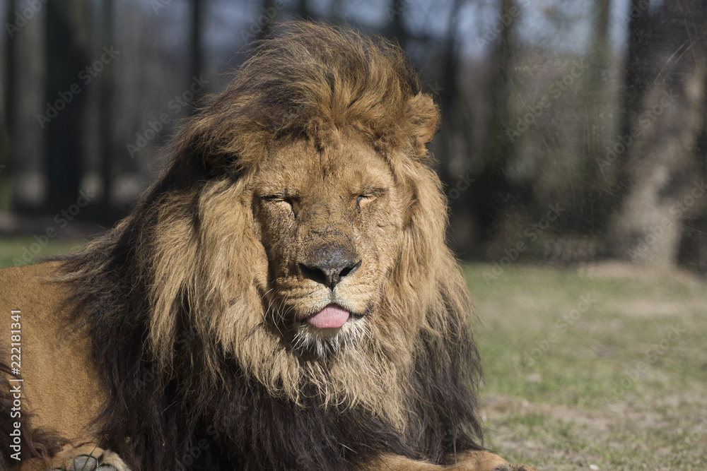 Fototapeta premium Lion male