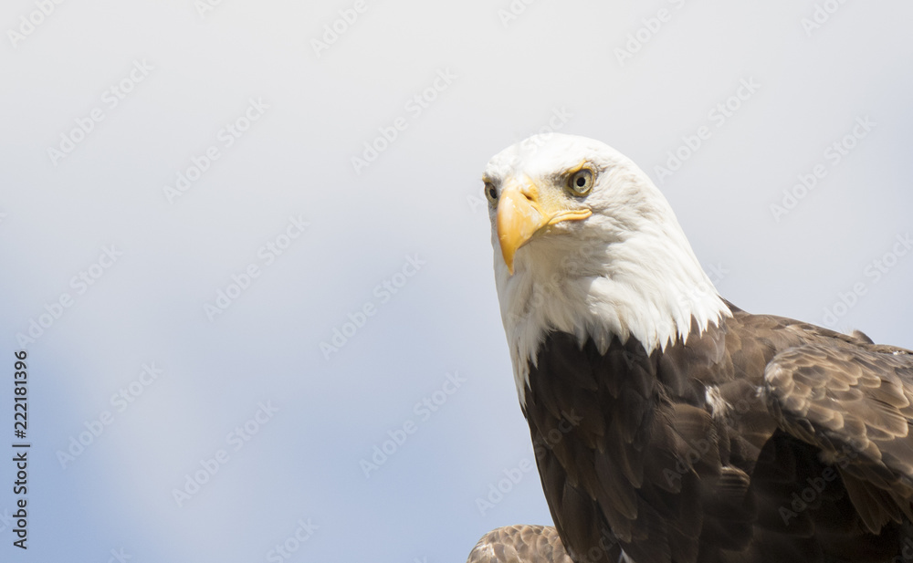 Fototapeta premium Eagle