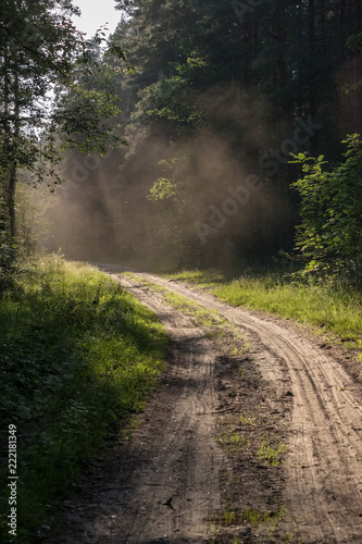 simple gravel country road in summer in forest