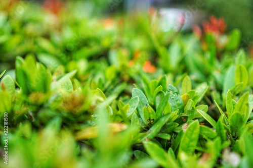 Green leaves full Frame pattern.  © waraphot