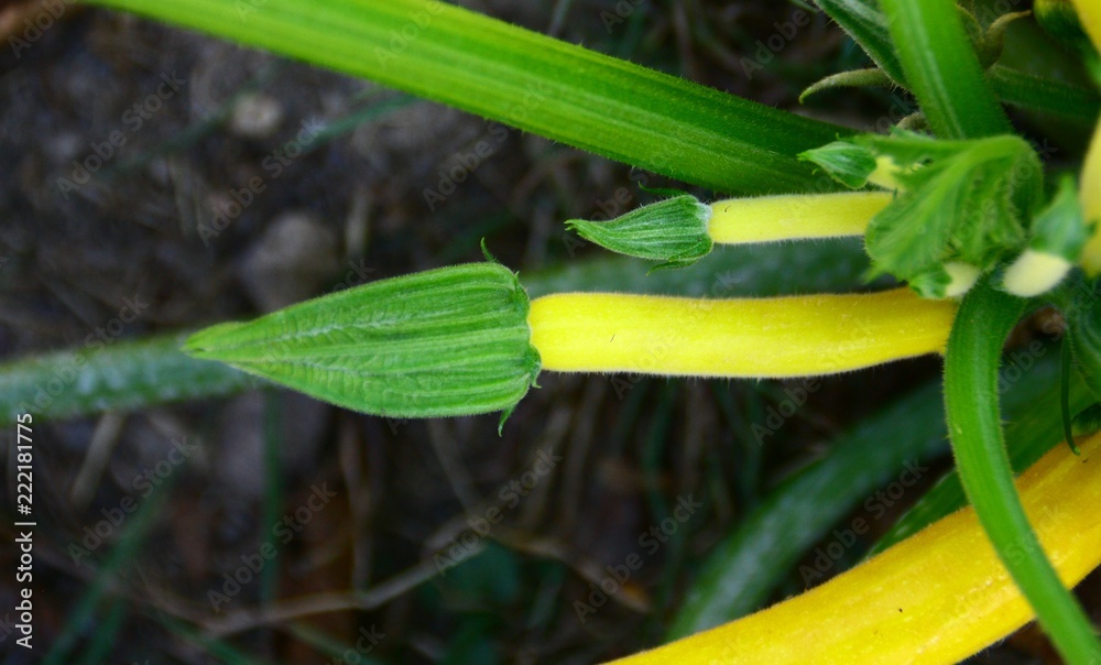 Obraz premium courgette jaune bio, dans le jardin