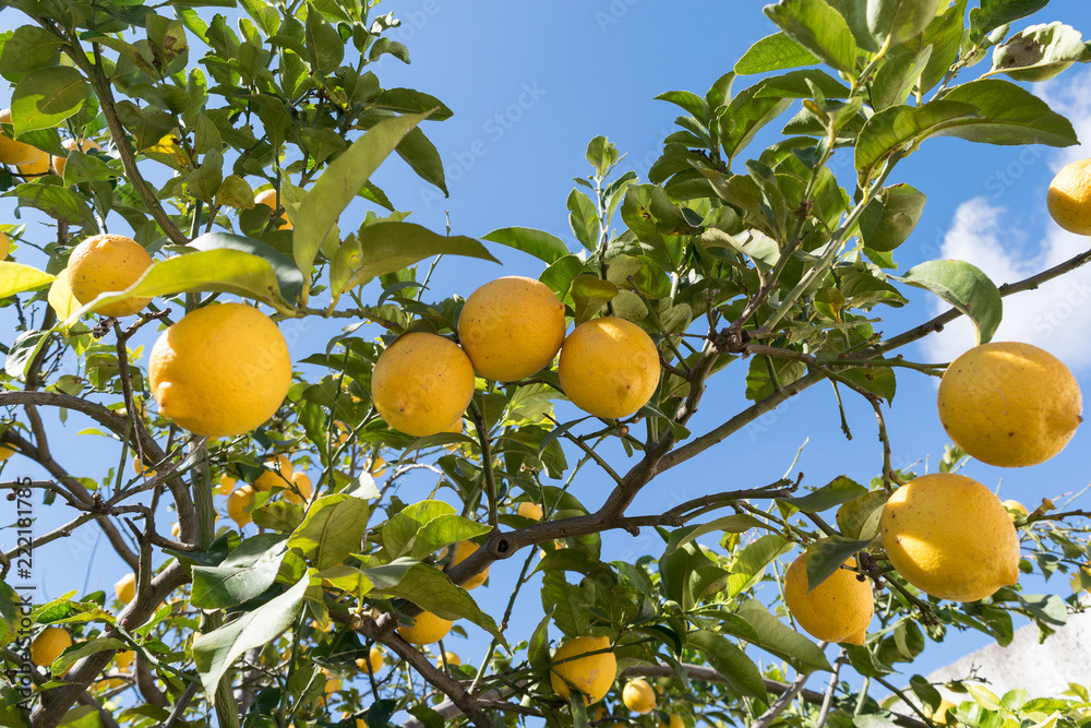 tree with lemons