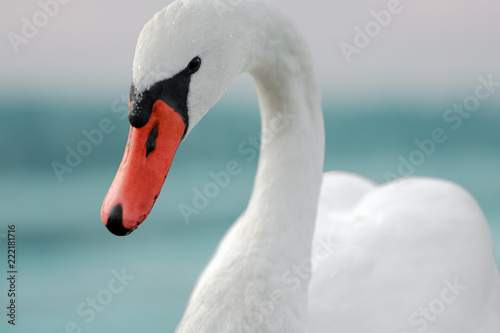 Fototapeta Naklejka Na Ścianę i Meble -  beautiful white swan bird