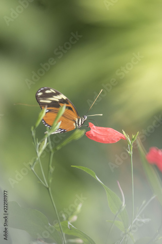 Butterfly close up macro