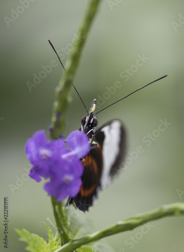 Butterfly close up macro