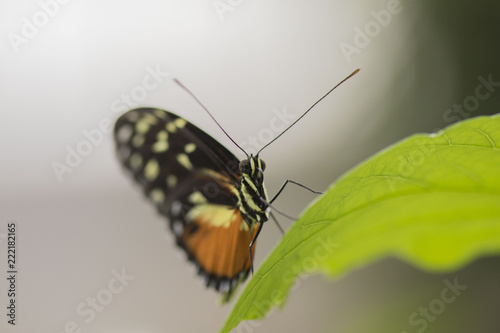 Butterfly close up macro