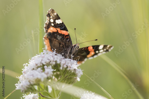 Butterfly close up macro