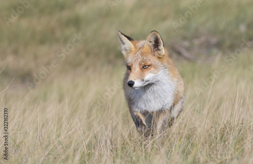 Fox