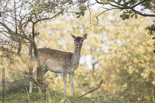 Deer 