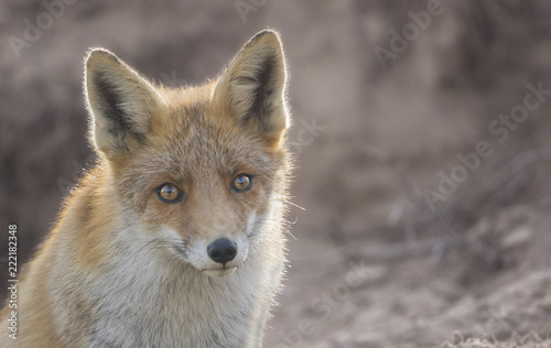 Fox