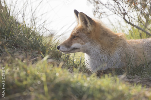 Fox