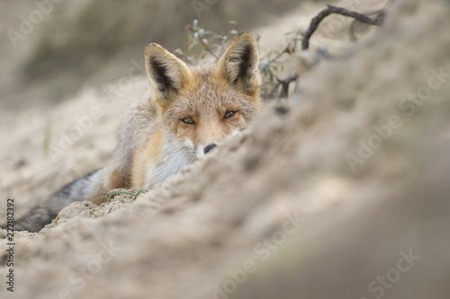 Fox © Nathalie