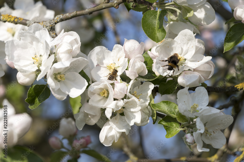apple blossom with bee and bumblebee in spring apple blossom with bee and bumblebee in spring