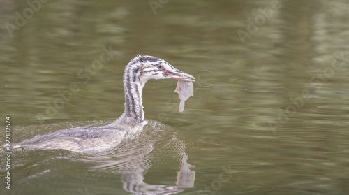 Waterbird with fish