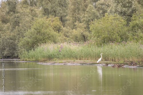 Waterbird