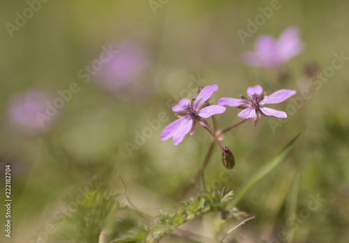 Pink flower