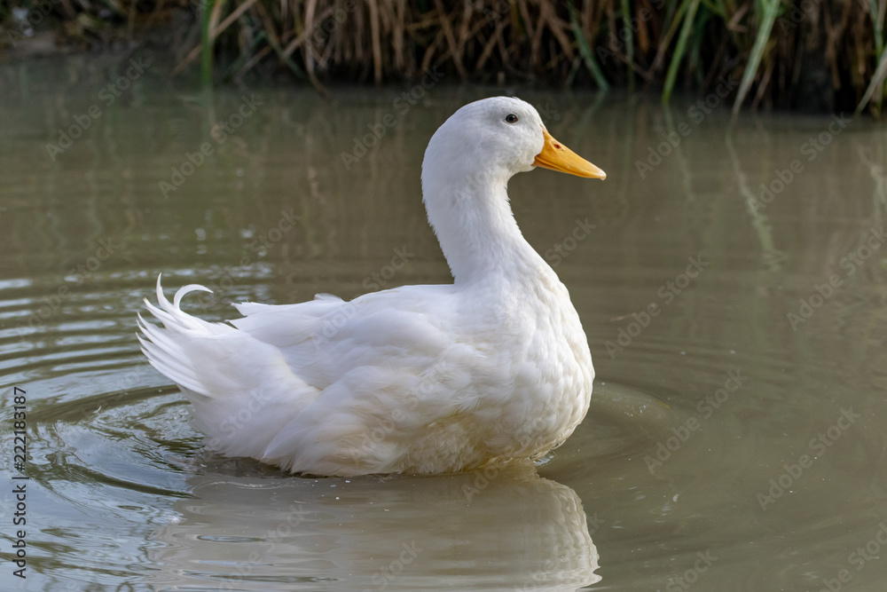 Large white heavy duck also known as America Pekin Duck, Long Island Duck, Pekin Duck, Aylesbury Duck, Anas platyrhynchos domesticus